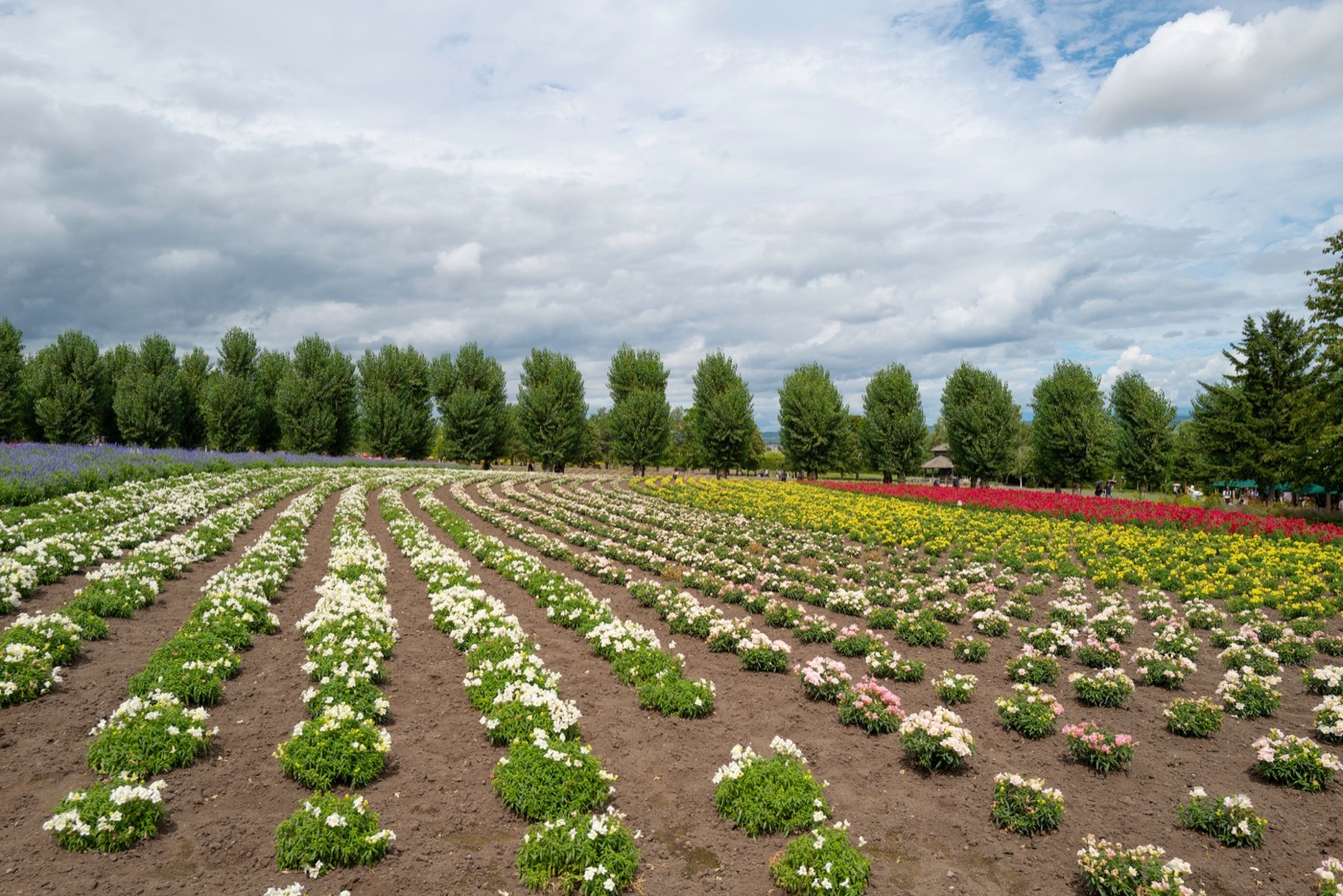 furano lavender fields and farm life in hokkaido photo 13