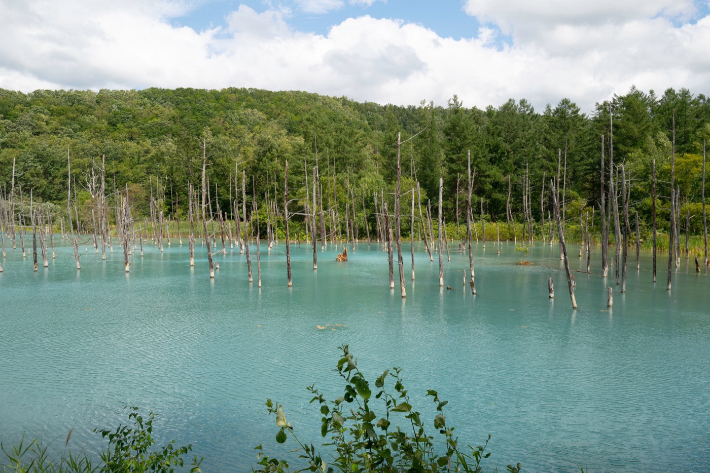 furano lavender fields and farm life in hokkaido photo 15