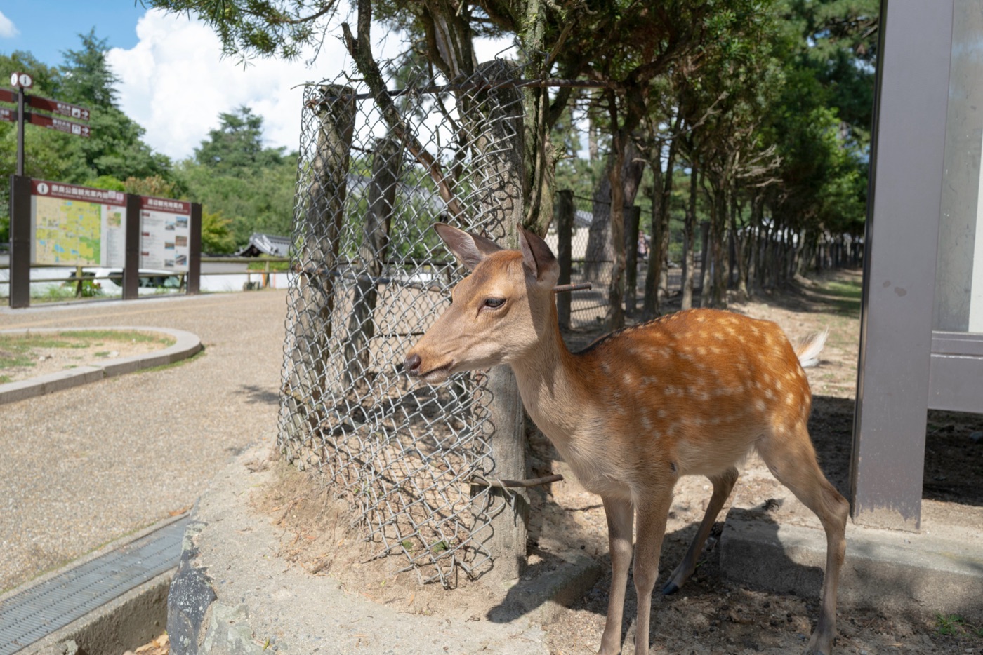 nara japans cultural and natural haven photo 2