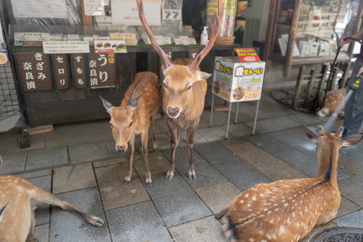 nara japans cultural and natural haven photo 3