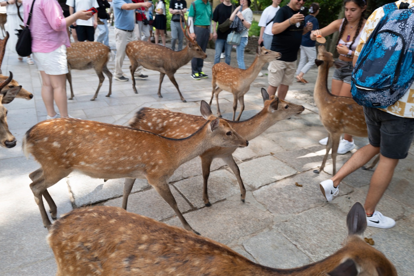 nara japans cultural and natural haven photo 4