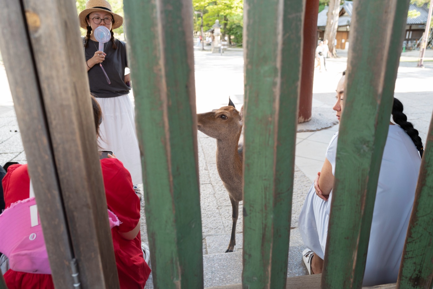 nara japans cultural and natural haven photo 8