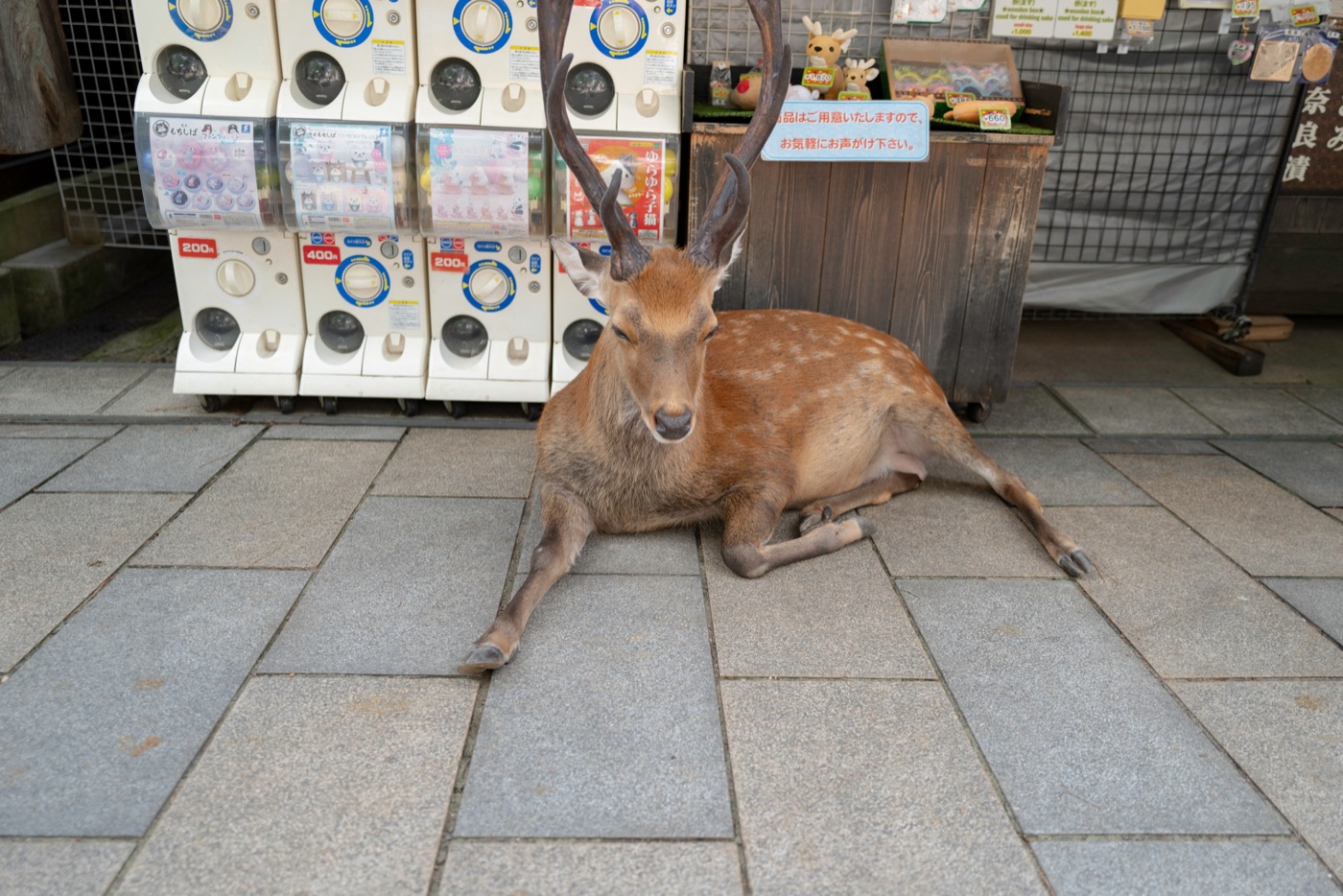 nara japans cultural and natural haven photo 9