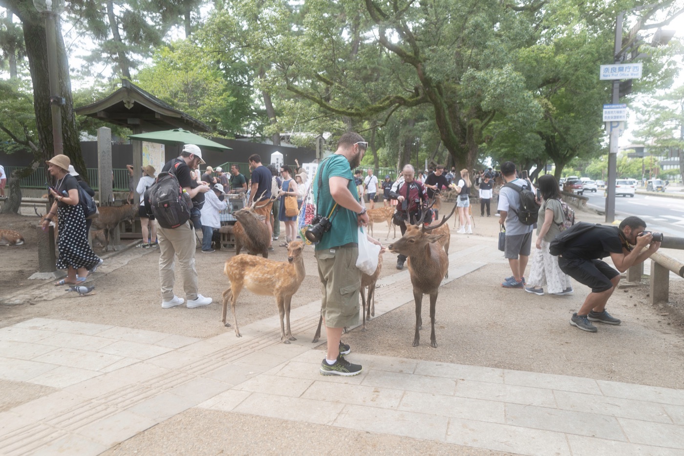 nara japans cultural and natural haven photo 14