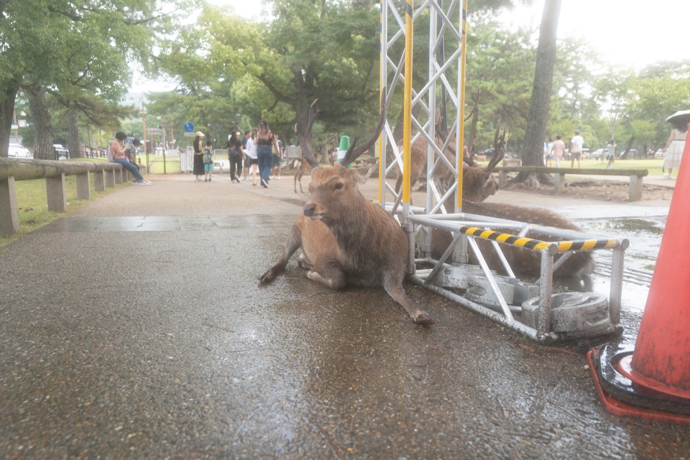 nara japans cultural and natural haven photo 15