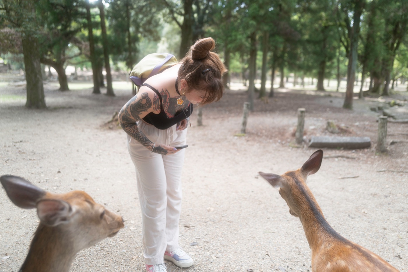 nara japans cultural and natural haven photo 16