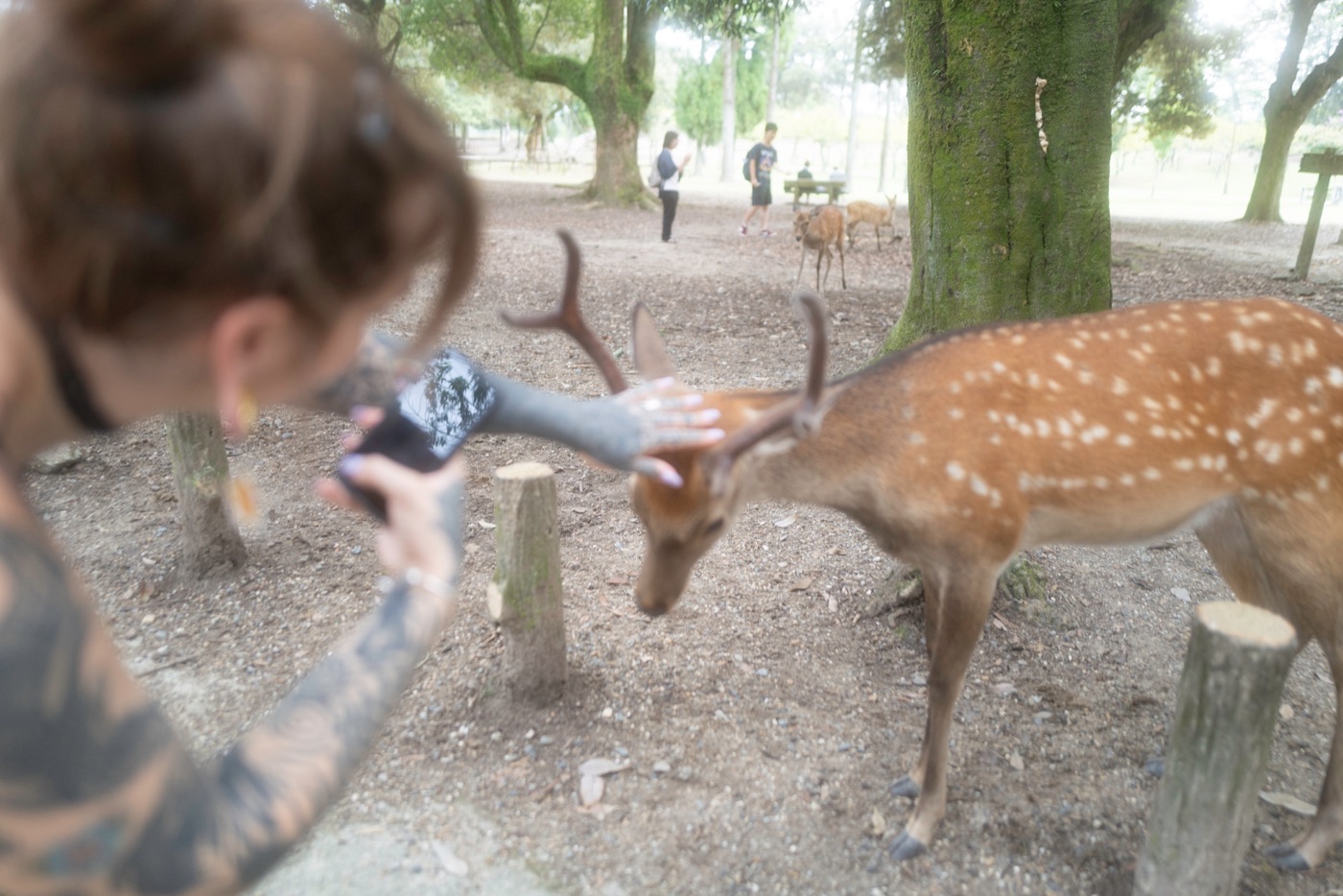 nara japans cultural and natural haven photo 17