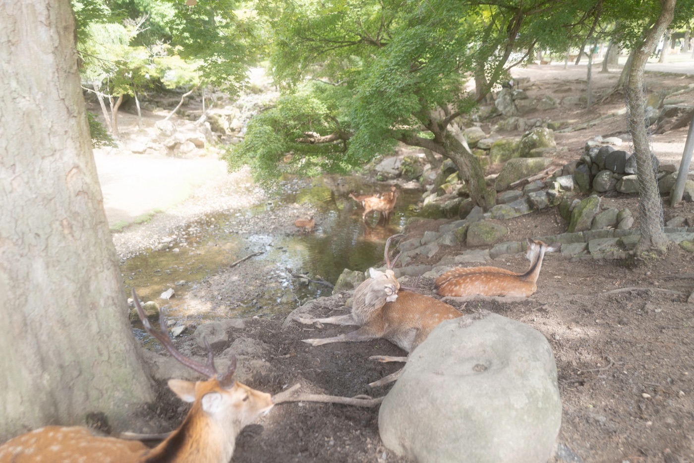 nara japans cultural and natural haven photo 18