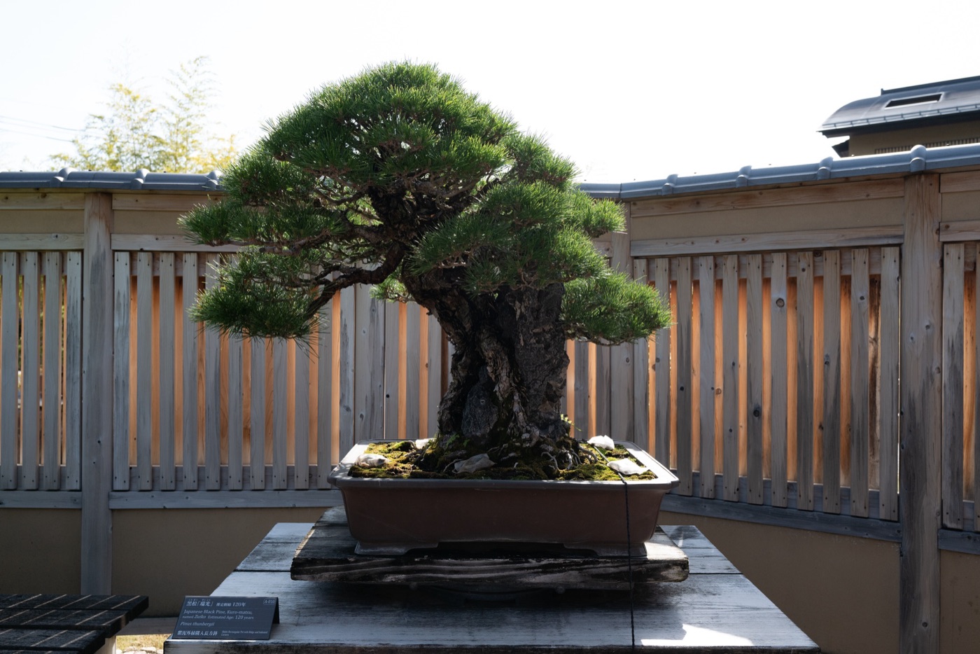 omiya bonsai art museum saitamas living art photo 2