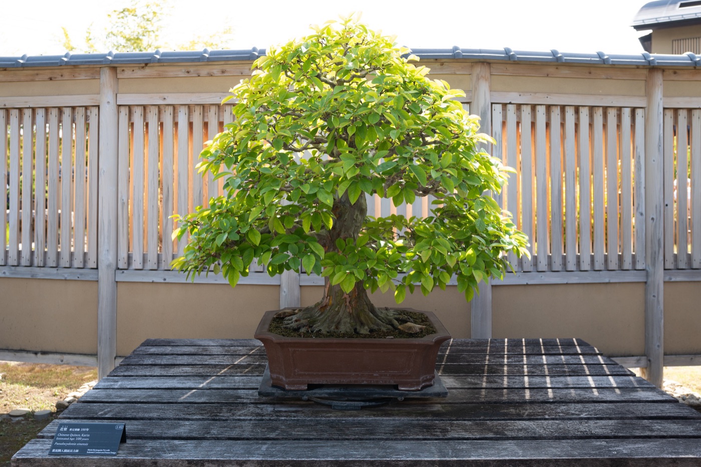omiya bonsai art museum saitamas living art photo 3