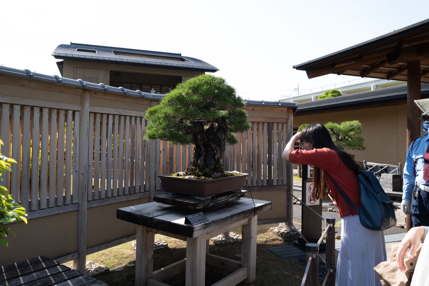 omiya bonsai art museum saitamas living art photo 4