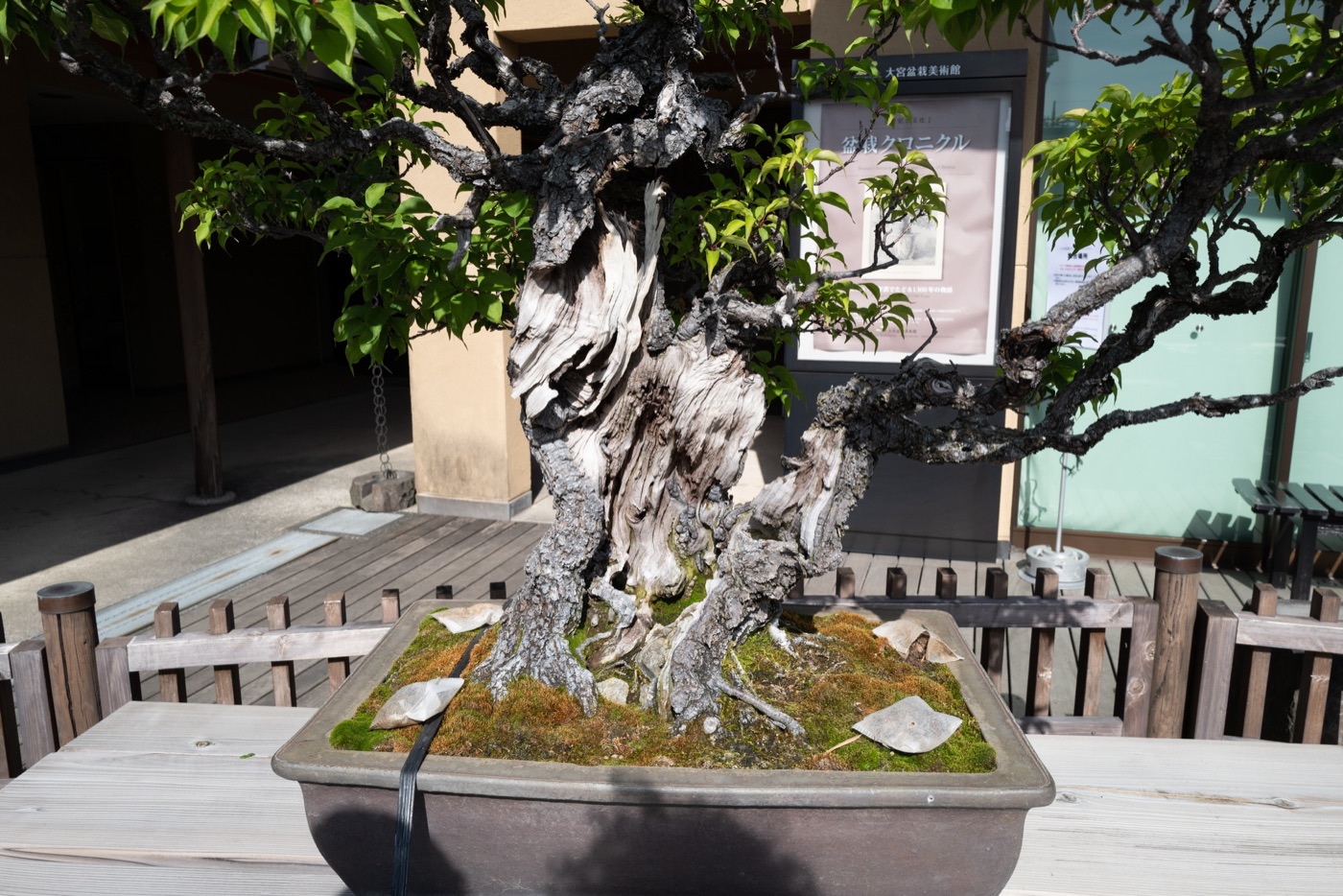 omiya bonsai art museum saitamas living art photo 5