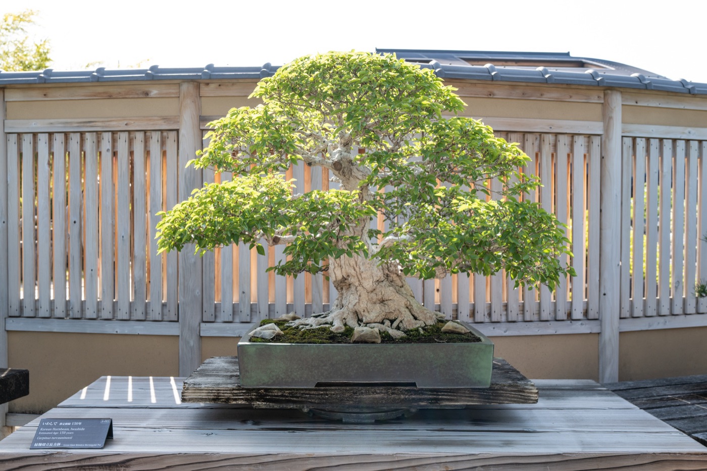 omiya bonsai art museum saitamas living art photo 7