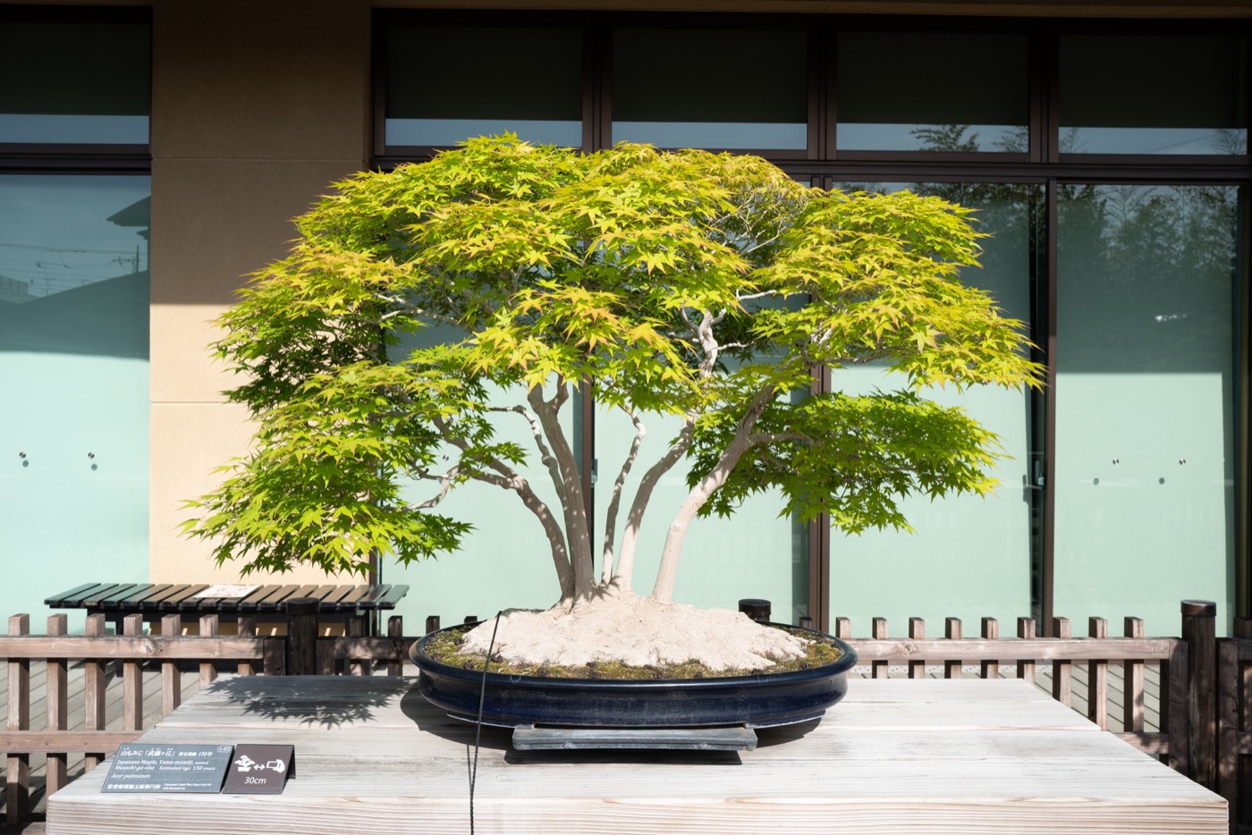 omiya bonsai art museum saitamas living art photo 8