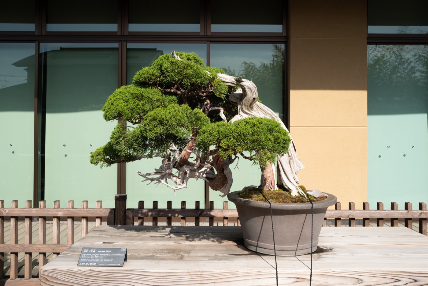 omiya bonsai art museum saitamas living art photo 9