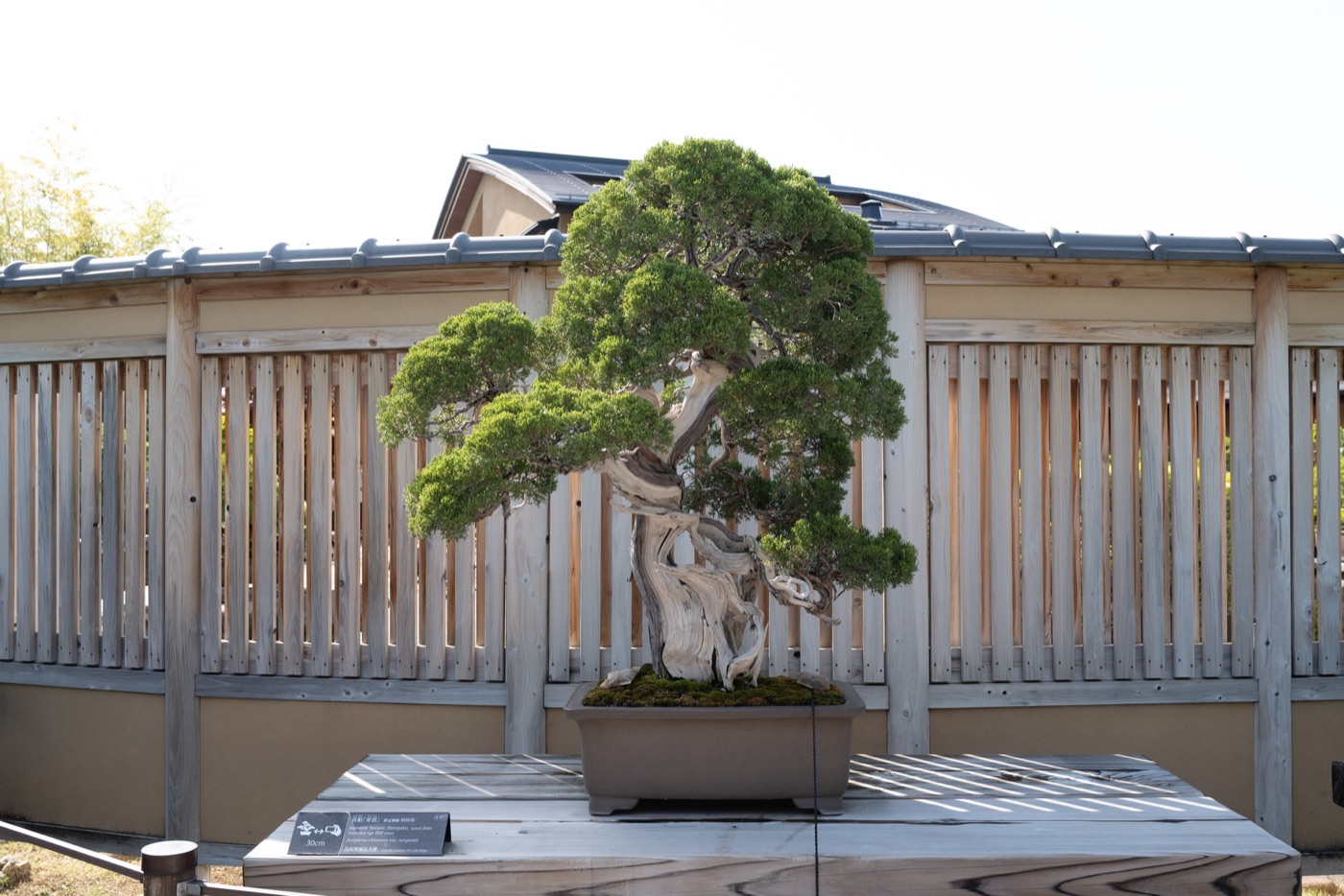 omiya bonsai art museum saitamas living art photo 10