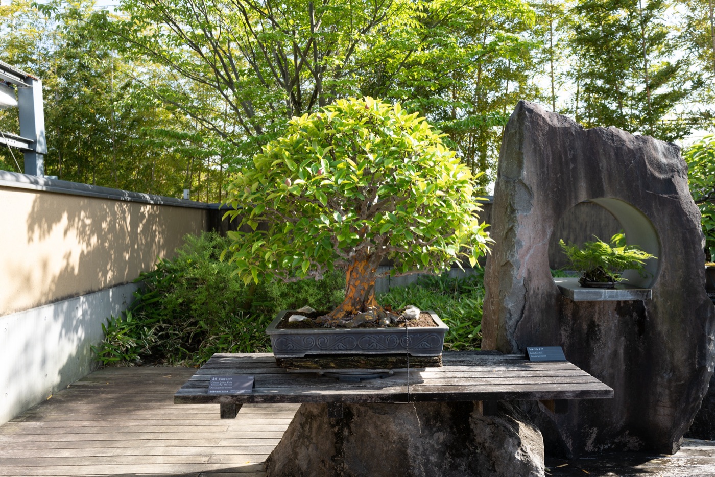 omiya bonsai art museum saitamas living art photo 14