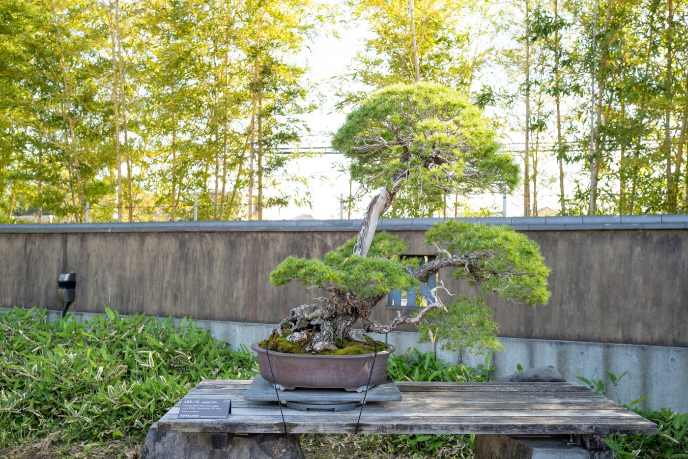 omiya bonsai art museum saitamas living art photo 15