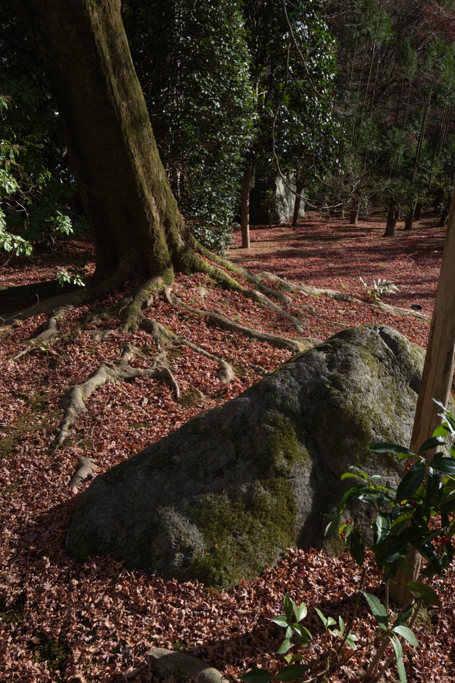ryoan ji kyotos zen rock garden photo 5