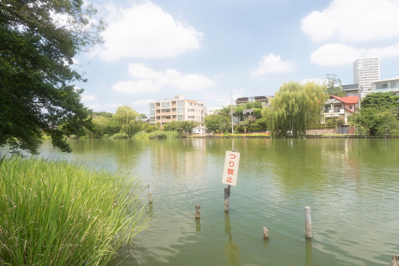 shakujii park nerimas scenic retreat photo 4