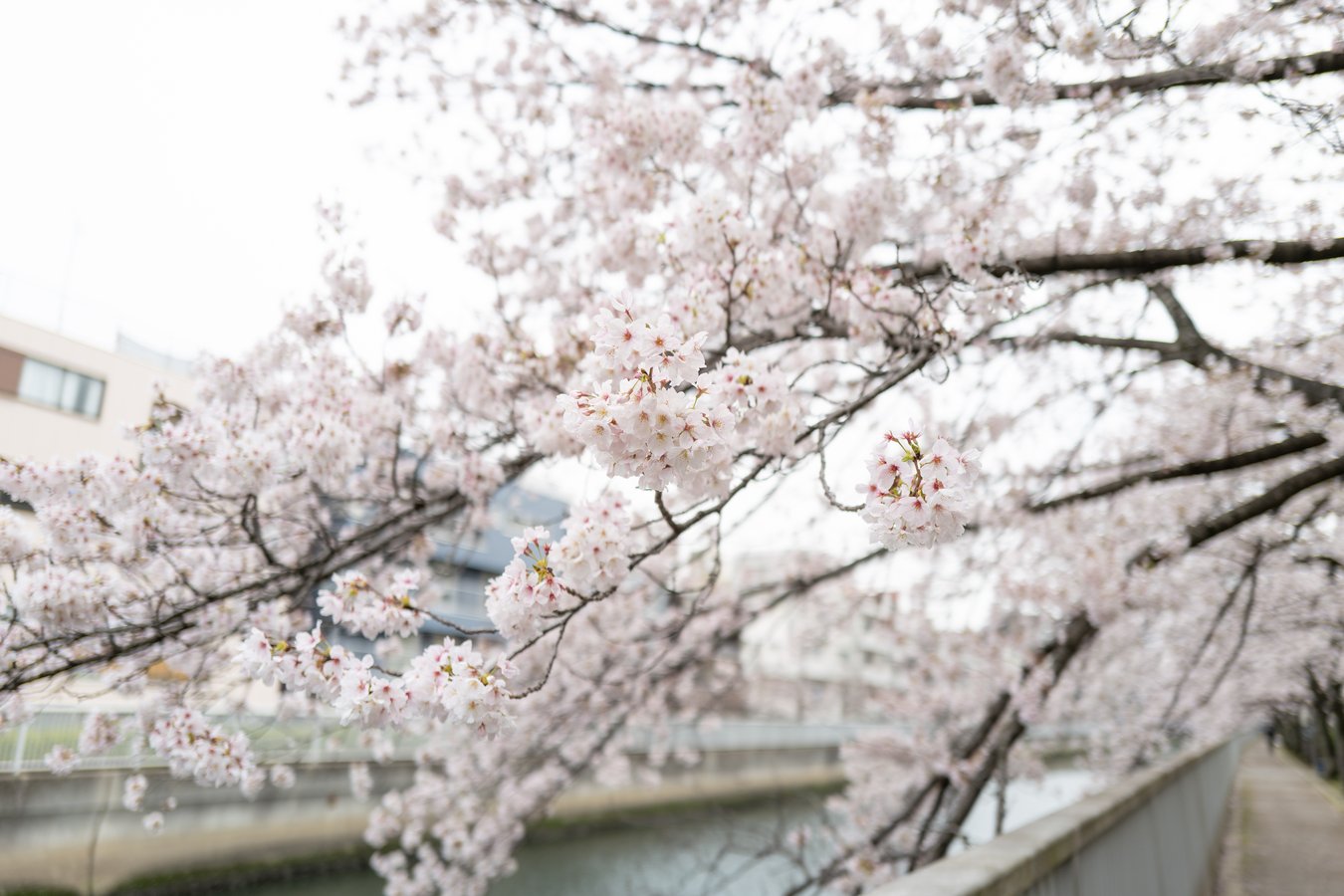 Sakura: Japan’s Blossoms of Renewal