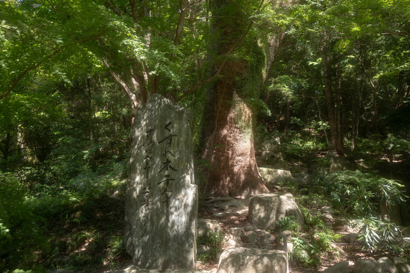 Dazaifu Tenmangu Shrine ancient trees, Kyushu